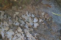 Punctelia stictica