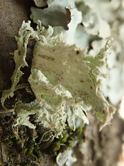 Ramalina canariensis