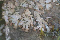 Punctelia stictica