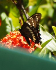 Papilio scamander