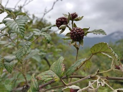 Rubus