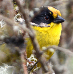 Atlapetes pallidinucha