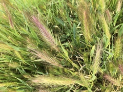 Hordeum jubatum
