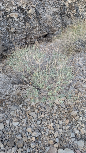 Encelia virginensis, photograph 5