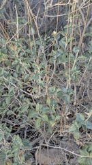 Encelia virginensis, photograph (c) Andrew Dudley, some rights reserved (CC BY)