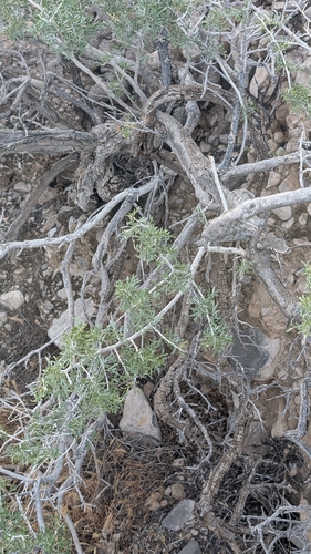 Psorothamnus fremontii, 2026-04-25