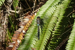 Rhionaeschna variegata