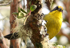 Atlapetes pallidinucha