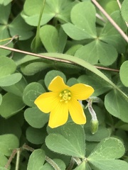 Oxalis pilosa