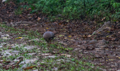 Crypturellus cinnamomeus