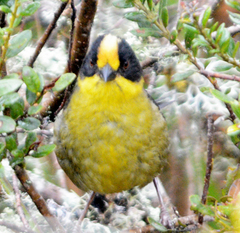 Atlapetes pallidinucha