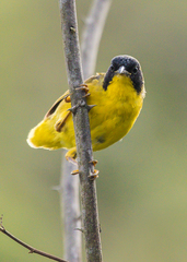 Geothlypis semiflava semiflava