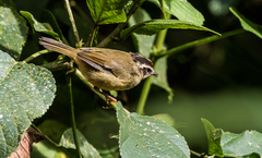 Basileuterus tristriatus daedalus