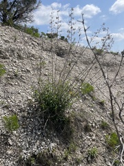 author not stated, no rights reserved Brickellia cylindracea, photograph author not stated, no rights reserved