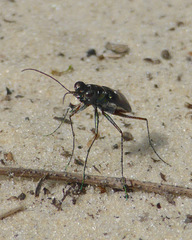 Cicindela abdominalis