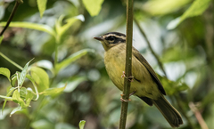 Basileuterus tristriatus daedalus