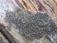 Hyperphyscia adglutinata