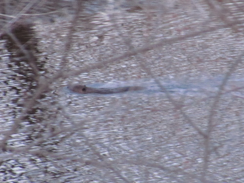 animal observation 2