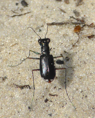 Cicindela abdominalis