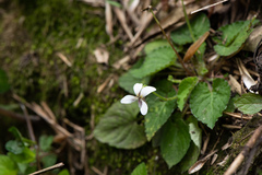 Viola adenothrix