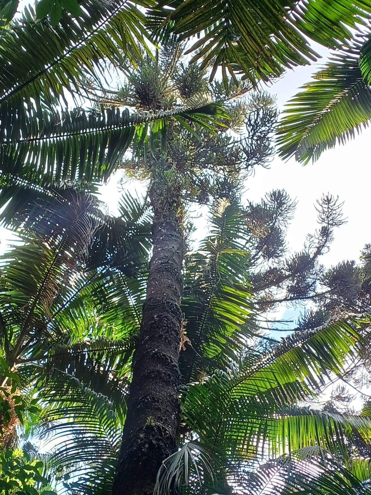 Araucaria angustifolia