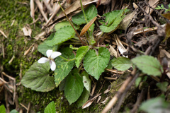 Viola adenothrix
