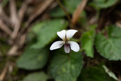 Viola adenothrix