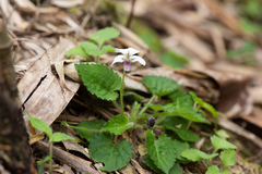 Viola adenothrix