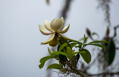 Magnolia tamaulipana