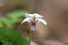 Viola adenothrix