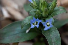 Gentiana bambuseti