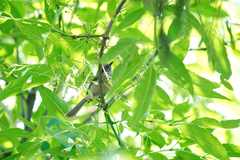 Psaltriparus minimus