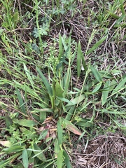 Dichanthelium scribnerianum