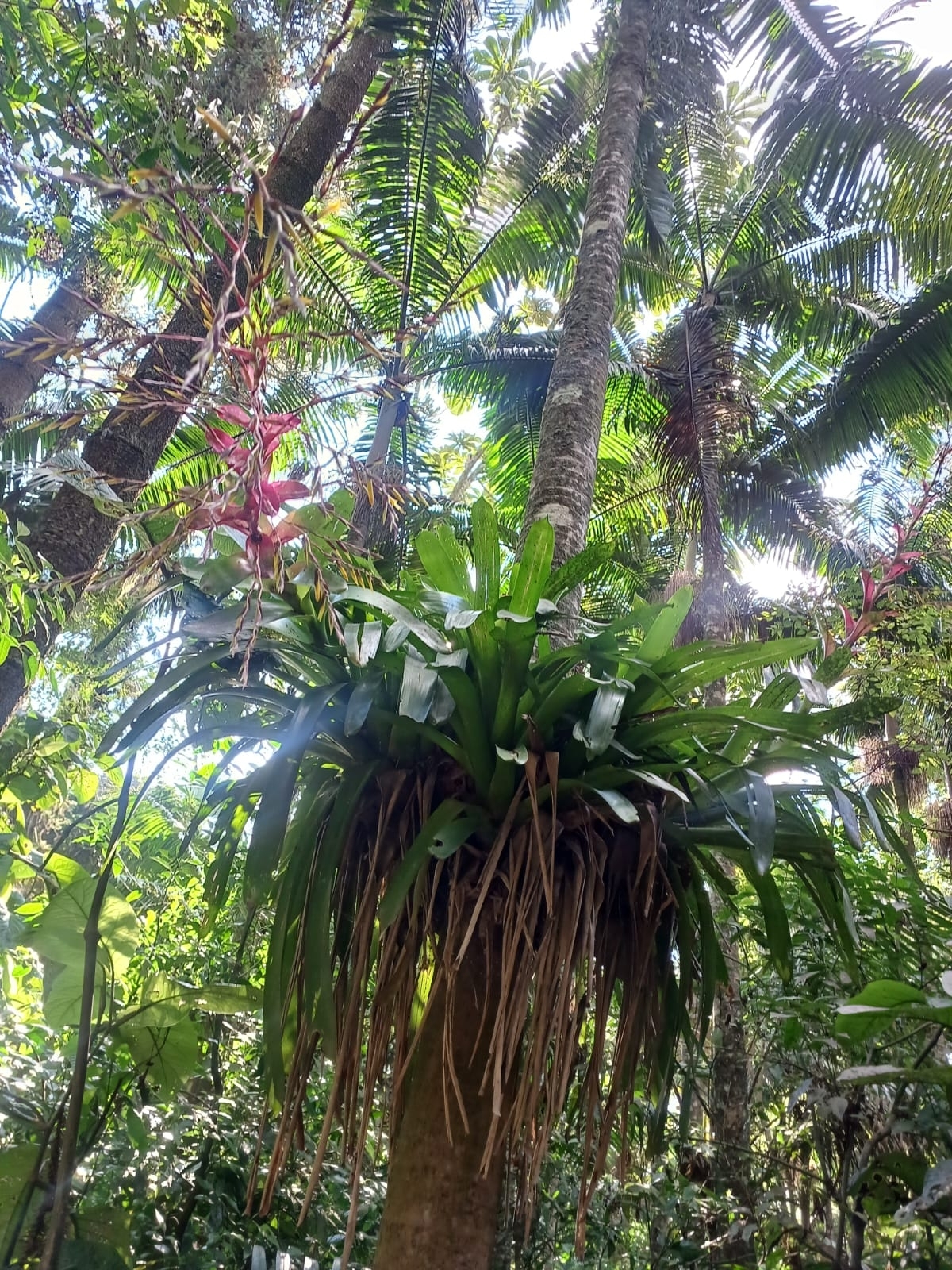 Vriesea philippocoburgi