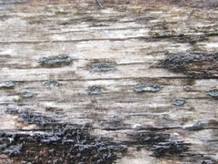 Propolis viridis