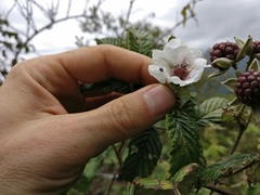 Rubus