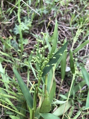 Dichanthelium scribnerianum