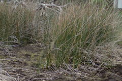Juncus roemerianus