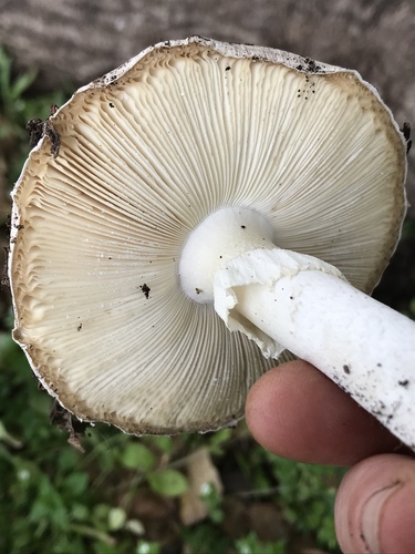 Western Destroying Angel