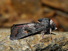 Proteuxoa cinereicollis