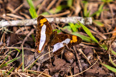 Adelpha paroeca paroeca