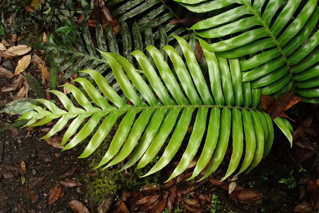 Lomariocycas