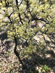 Cornus officinalis