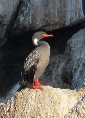 Poikilocarbo gaimardi