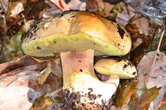 Butyriboletus