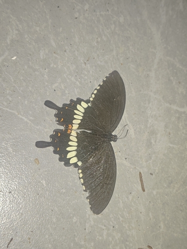 Common Mormon Swallowtail