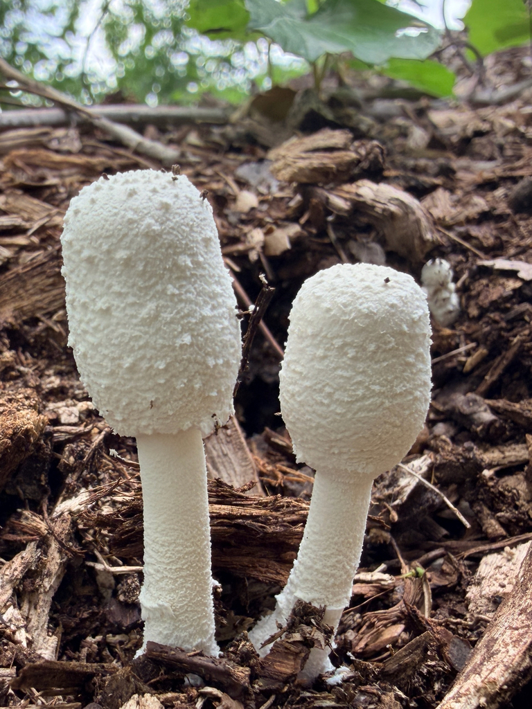 Leucocoprinus cretaceus · April 2026 · photo: © janeweeden (iNaturalist, cc-by)