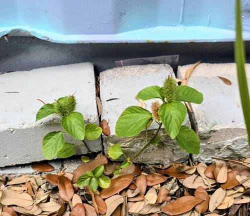 Acalypha arvensis, photograph 3