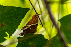 Siproeta epaphus epaphus