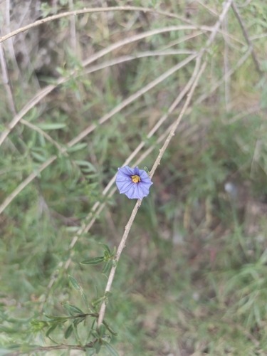 Lycianthes lycioides, photograph 3